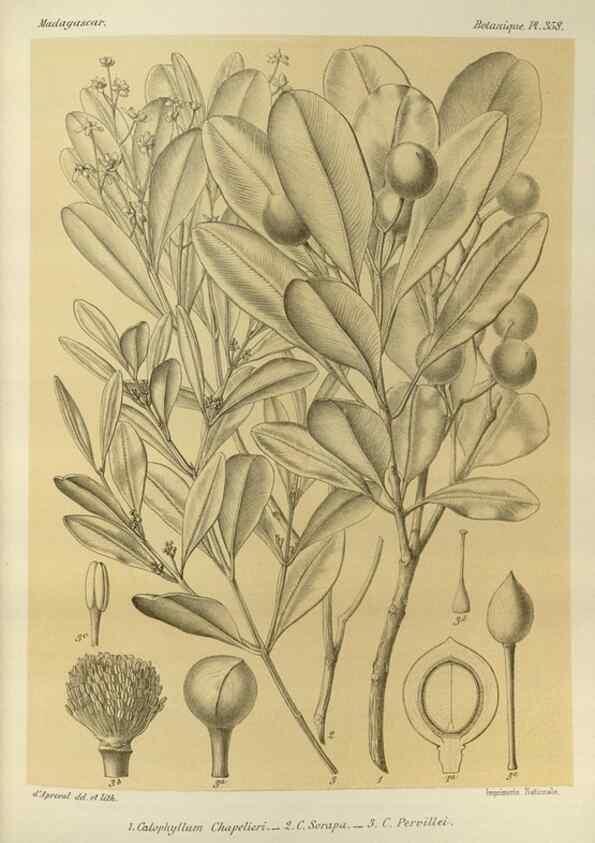 Reproducción/Reproduction 49786379282: Histoire physique, naturelle, et politique de Madagascar. Paris :Impr. nationale,1885-. 
