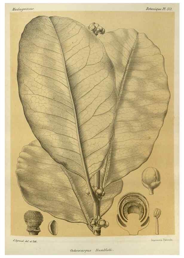 Reproducción/Reproduction 49785518748: Histoire physique, naturelle, et politique de Madagascar. Paris :Impr. nationale,1885-. 