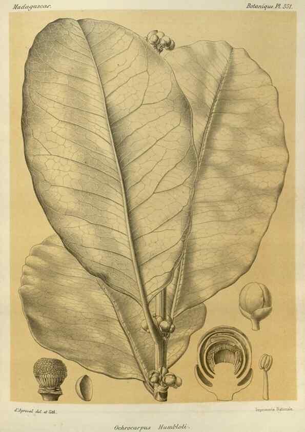 Reproducción/Reproduction 49785518748: Histoire physique, naturelle, et politique de Madagascar. Paris :Impr. nationale,1885-. 