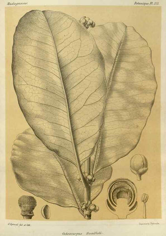 Reproducción/Reproduction 49785518748: Histoire physique, naturelle, et politique de Madagascar. Paris :Impr. nationale,1885-. 