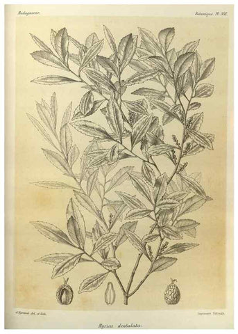 Reproducción/Reproduction 49786043631: Histoire physique, naturelle, et politique de Madagascar. Paris :Impr. nationale,1885-. 