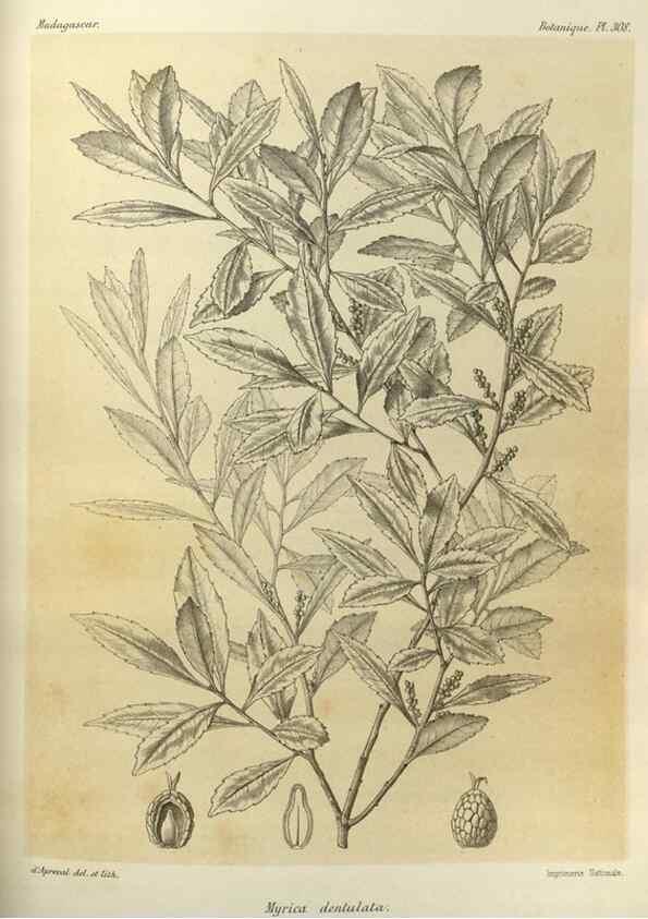 Reproducción/Reproduction 49786043631: Histoire physique, naturelle, et politique de Madagascar. Paris :Impr. nationale,1885-. 