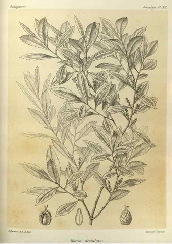 Reproducción/Reproduction 49786043631: Histoire physique, naturelle, et politique de Madagascar. Paris :Impr. nationale,1885-. 