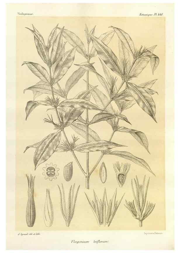 Reproducción/Reproduction 49785575378: Histoire physique, naturelle, et politique de Madagascar. Paris :Impr. nationale,1885-. 