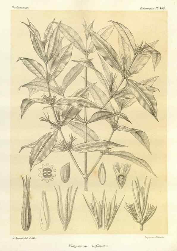 Reproducción/Reproduction 49785575378: Histoire physique, naturelle, et politique de Madagascar. Paris :Impr. nationale,1885-. 