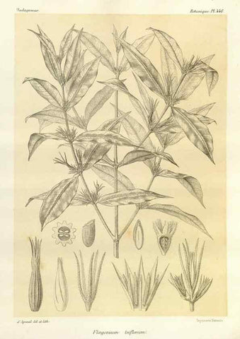 Reproducción/Reproduction 49785575378: Histoire physique, naturelle, et politique de Madagascar. Paris :Impr. nationale,1885-. 