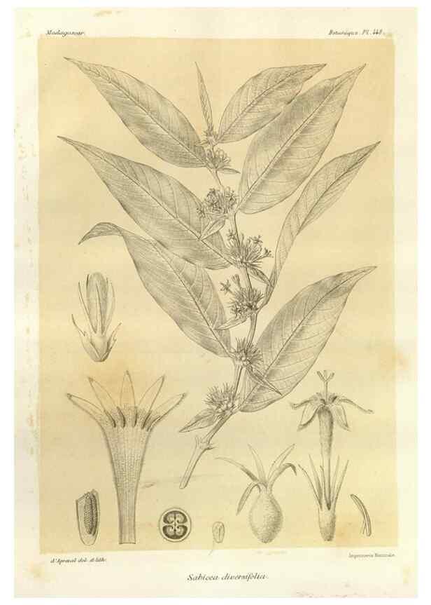 Reproducción/Reproduction 49786434632: Histoire physique, naturelle, et politique de Madagascar. Paris :Impr. nationale,1885-. 