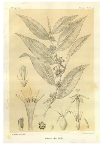 Reproducción/Reproduction 49786434632: Histoire physique, naturelle, et politique de Madagascar. Paris :Impr. nationale,1885-. 