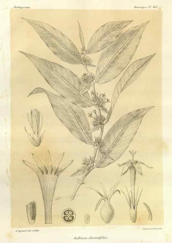 Reproducción/Reproduction 49786434632: Histoire physique, naturelle, et politique de Madagascar. Paris :Impr. nationale,1885-. 