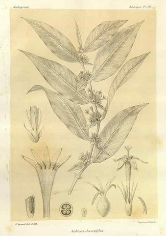 Reproducción/Reproduction 49786434632: Histoire physique, naturelle, et politique de Madagascar. Paris :Impr. nationale,1885-. 