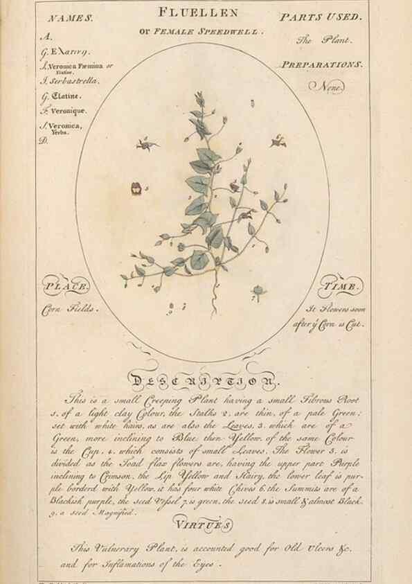 Reproducción/Reproduction 49787531783: Botanicum medicinale :. London :Printed for J. Millan, opposite the Admiralty, Whitehall,[1768?]. 