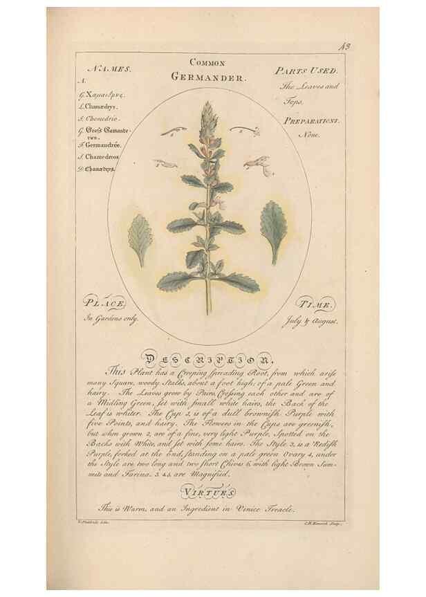Reproducción/Reproduction 49788392867: Botanicum medicinale :. London :Printed for J. Millan, opposite the Admiralty, Whitehall,[1768?]. 