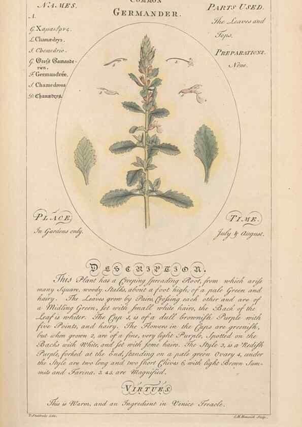 Reproducción/Reproduction 49788392867: Botanicum medicinale :. London :Printed for J. Millan, opposite the Admiralty, Whitehall,[1768?]. 