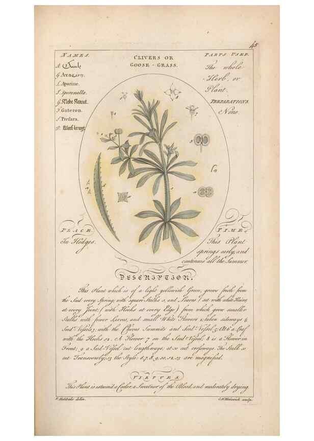 Reproducción/Reproduction 49787532278: Botanicum medicinale :. London :Printed for J. Millan, opposite the Admiralty, Whitehall,[1768?]. 