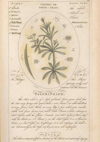 Reproducción/Reproduction 49787532278: Botanicum medicinale :. London :Printed for J. Millan, opposite the Admiralty, Whitehall,[1768?]. 