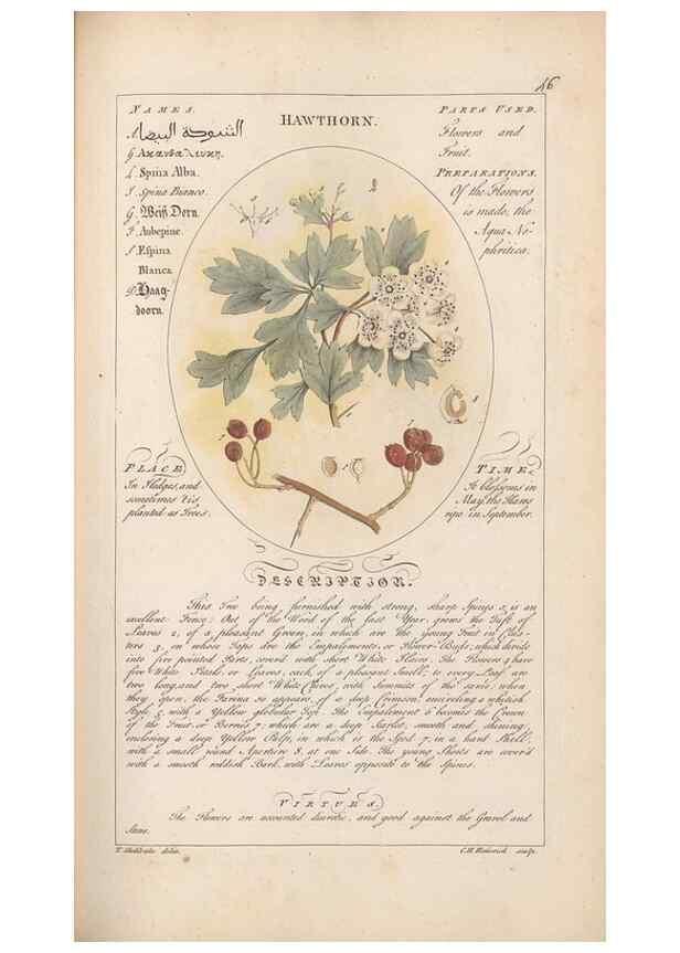 Reproducción/Reproduction 49788072866: Botanicum medicinale :. London :Printed for J. Millan, opposite the Admiralty, Whitehall,[1768?]. 