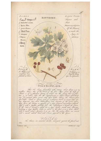 Reproducción/Reproduction 49788072866: Botanicum medicinale :. London :Printed for J. Millan, opposite the Admiralty, Whitehall,[1768?]. 