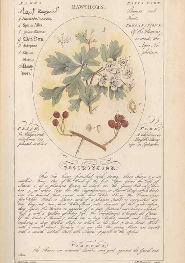 Reproducción/Reproduction 49788072866: Botanicum medicinale :. London :Printed for J. Millan, opposite the Admiralty, Whitehall,[1768?]. 