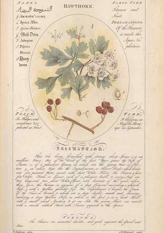 Reproducción/Reproduction 49788072866: Botanicum medicinale :. London :Printed for J. Millan, opposite the Admiralty, Whitehall,[1768?]. 