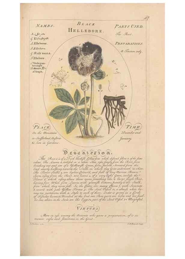 Reproducción/Reproduction 49788073031: Botanicum medicinale :. London :Printed for J. Millan, opposite the Admiralty, Whitehall,[1768?]. 