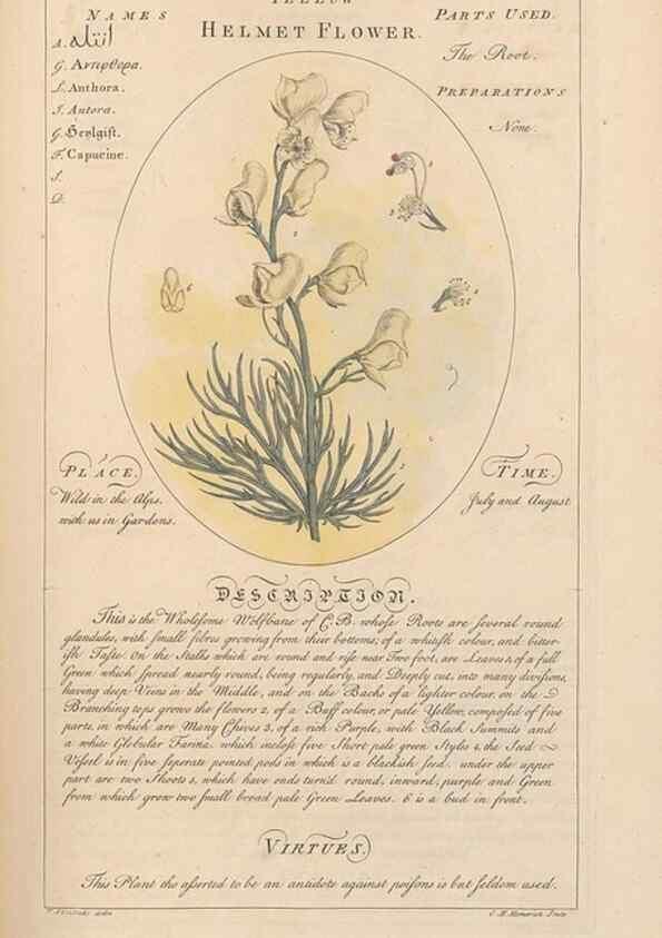 Reproducción/Reproduction 49787532808: Botanicum medicinale :. London :Printed for J. Millan, opposite the Admiralty, Whitehall,[1768?]. 