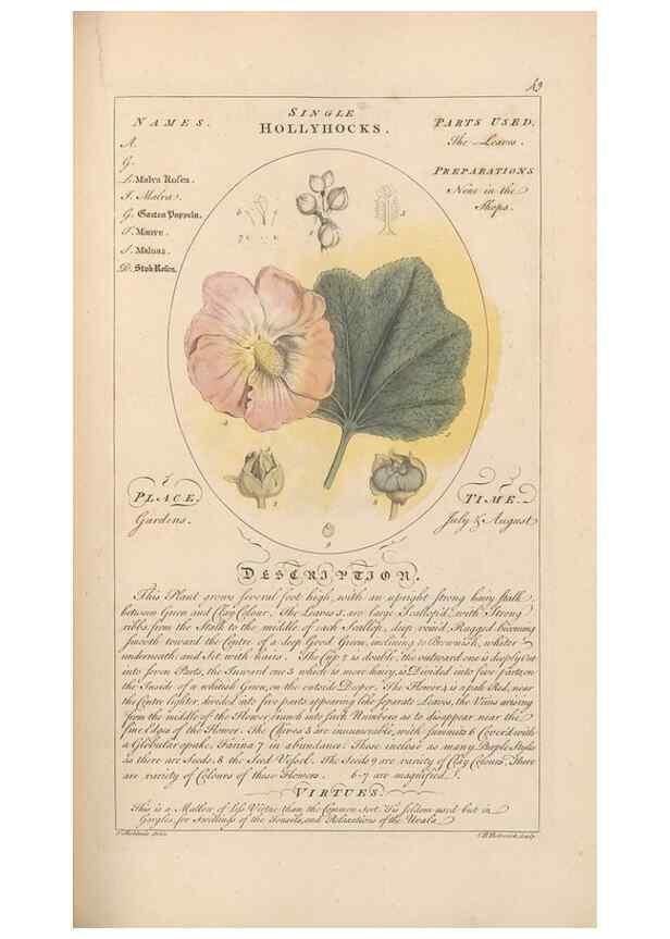 Reproducción/Reproduction 49787533013: Botanicum medicinale :. London :Printed for J. Millan, opposite the Admiralty, Whitehall,[1768?]. 