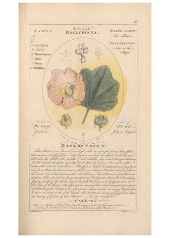 Reproducción/Reproduction 49787533013: Botanicum medicinale :. London :Printed for J. Millan, opposite the Admiralty, Whitehall,[1768?]. 