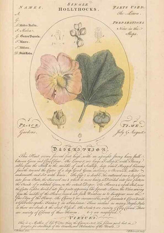 Reproducción/Reproduction 49787533013: Botanicum medicinale :. London :Printed for J. Millan, opposite the Admiralty, Whitehall,[1768?]. 