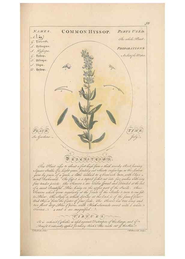 Reproducción/Reproduction 49788394352: Botanicum medicinale :. London :Printed for J. Millan, opposite the Admiralty, Whitehall,[1768?]. 