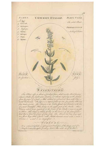 Reproducción/Reproduction 49788394352: Botanicum medicinale :. London :Printed for J. Millan, opposite the Admiralty, Whitehall,[1768?]. 