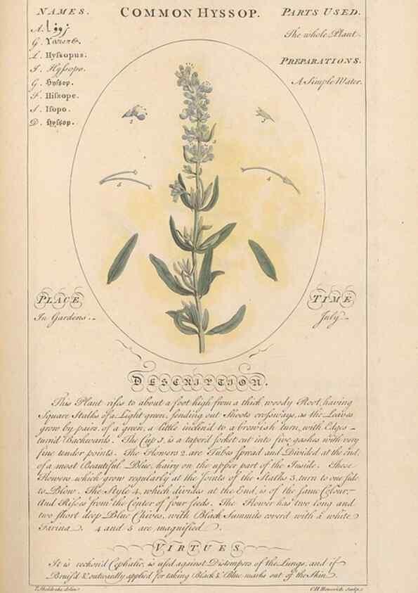 Reproducción/Reproduction 49788394352: Botanicum medicinale :. London :Printed for J. Millan, opposite the Admiralty, Whitehall,[1768?]. 