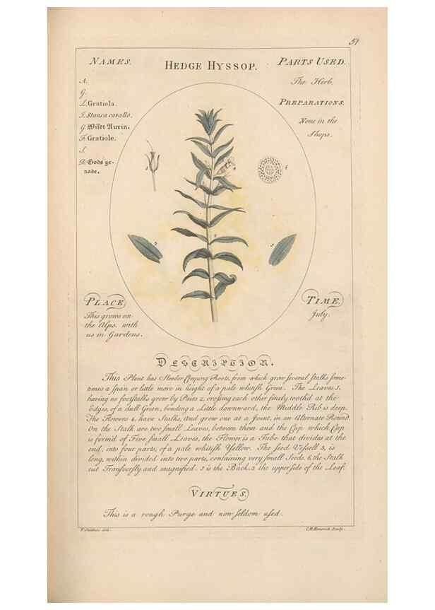 Reproducción/Reproduction 49788394537: Botanicum medicinale :. London :Printed for J. Millan, opposite the Admiralty, Whitehall,[1768?]. 