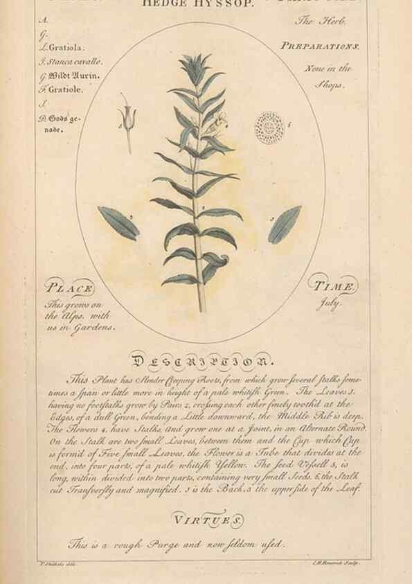 Reproducción/Reproduction 49788394537: Botanicum medicinale :. London :Printed for J. Millan, opposite the Admiralty, Whitehall,[1768?]. 
