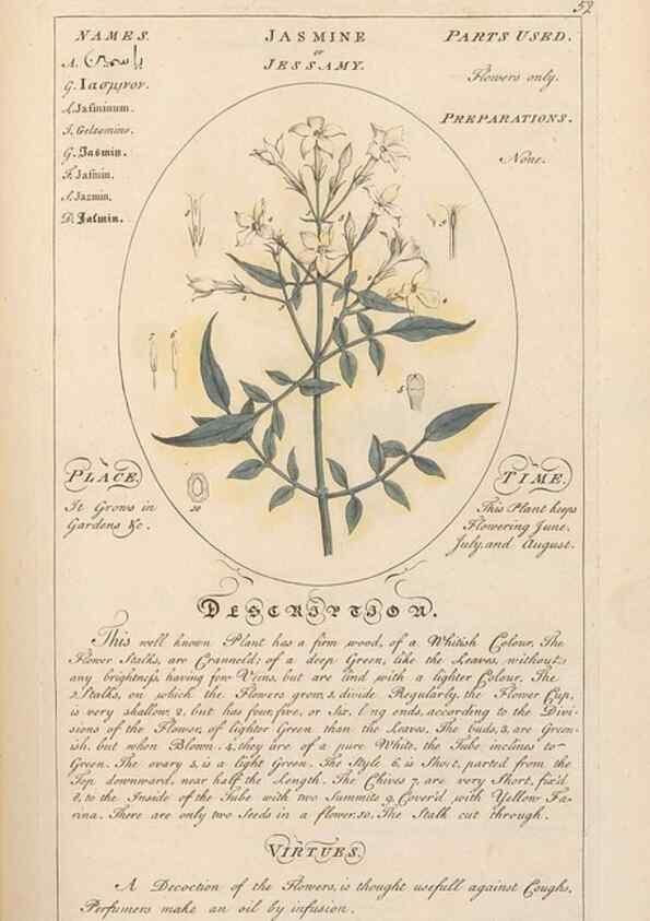 Reproducción/Reproduction 49788074316: Botanicum medicinale :. London :Printed for J. Millan, opposite the Admiralty, Whitehall,[1768?]. 