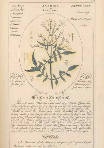 Reproducción/Reproduction 49788074316: Botanicum medicinale :. London :Printed for J. Millan, opposite the Admiralty, Whitehall,[1768?]. 