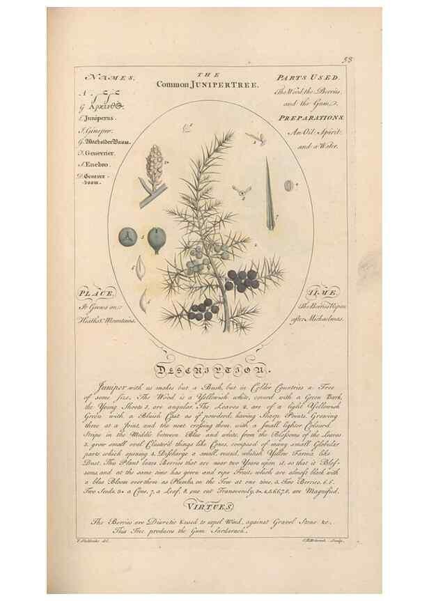 Reproducción/Reproduction 49788394932: Botanicum medicinale :. London :Printed for J. Millan, opposite the Admiralty, Whitehall,[1768?]. 