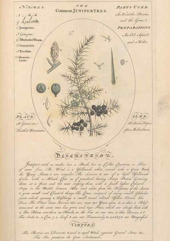 Reproducción/Reproduction 49788394932: Botanicum medicinale :. London :Printed for J. Millan, opposite the Admiralty, Whitehall,[1768?]. 