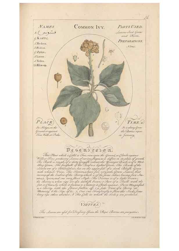 Reproducción/Reproduction 49788074746: Botanicum medicinale :. London :Printed for J. Millan, opposite the Admiralty, Whitehall,[1768?]. 