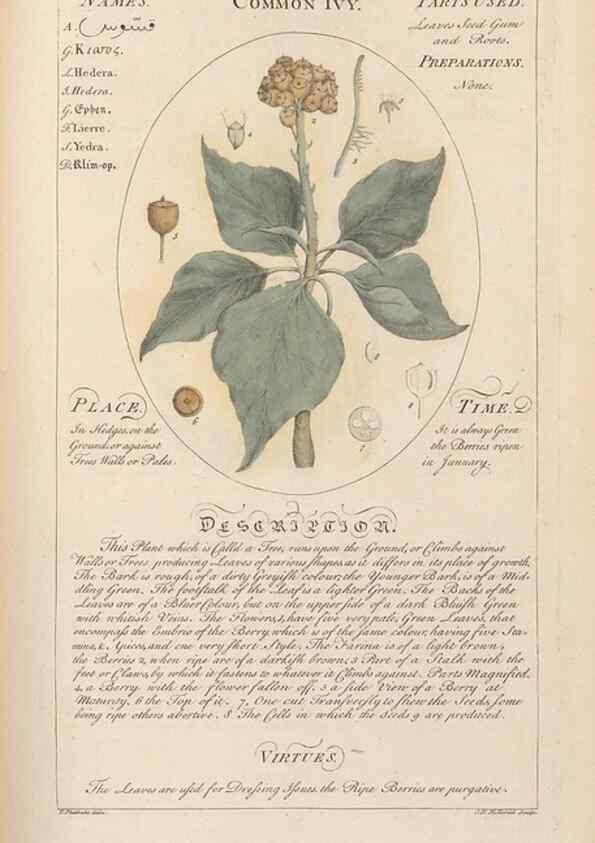 Reproducción/Reproduction 49788074746: Botanicum medicinale :. London :Printed for J. Millan, opposite the Admiralty, Whitehall,[1768?]. 