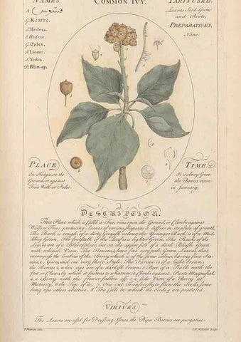 Reproducción/Reproduction 49788074746: Botanicum medicinale :. London :Printed for J. Millan, opposite the Admiralty, Whitehall,[1768?]. 