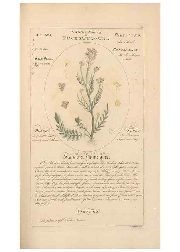 Reproducción/Reproduction 49788395382: Botanicum medicinale :. London :Printed for J. Millan, opposite the Admiralty, Whitehall,[1768?]. 