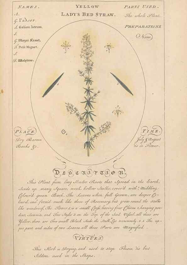 Reproducción/Reproduction 49788075111: Botanicum medicinale :. London :Printed for J. Millan, opposite the Admiralty, Whitehall,[1768?]. 