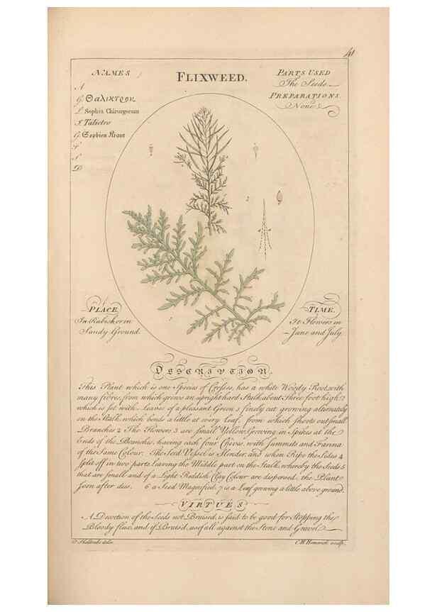 Reproducción/Reproduction 49788392482: Botanicum medicinale :. London :Printed for J. Millan, opposite the Admiralty, Whitehall,[1768?]. 