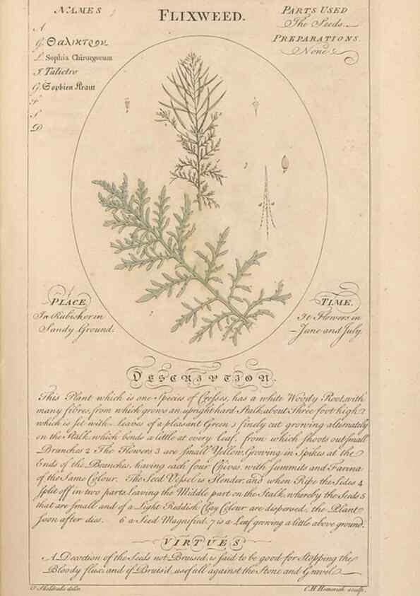 Reproducción/Reproduction 49788392482: Botanicum medicinale :. London :Printed for J. Millan, opposite the Admiralty, Whitehall,[1768?]. 