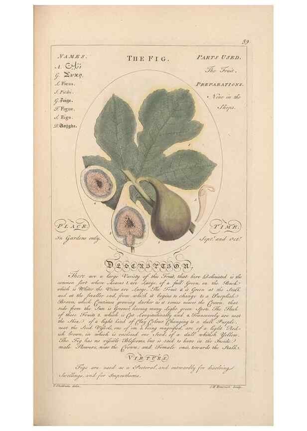 Reproducción/Reproduction 49787531263: Botanicum medicinale :. London :Printed for J. Millan, opposite the Admiralty, Whitehall,[1768?]. 