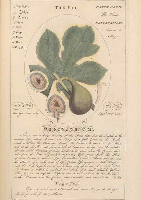 Reproducción/Reproduction 49787531263: Botanicum medicinale :. London :Printed for J. Millan, opposite the Admiralty, Whitehall,[1768?]. 