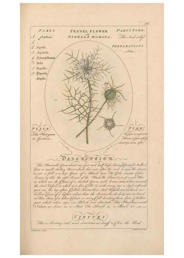 Reproducción/Reproduction 49787531078: Botanicum medicinale :. London :Printed for J. Millan, opposite the Admiralty, Whitehall,[1768?]. 