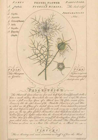 Reproducción/Reproduction 49787531078: Botanicum medicinale :. London :Printed for J. Millan, opposite the Admiralty, Whitehall,[1768?]. 