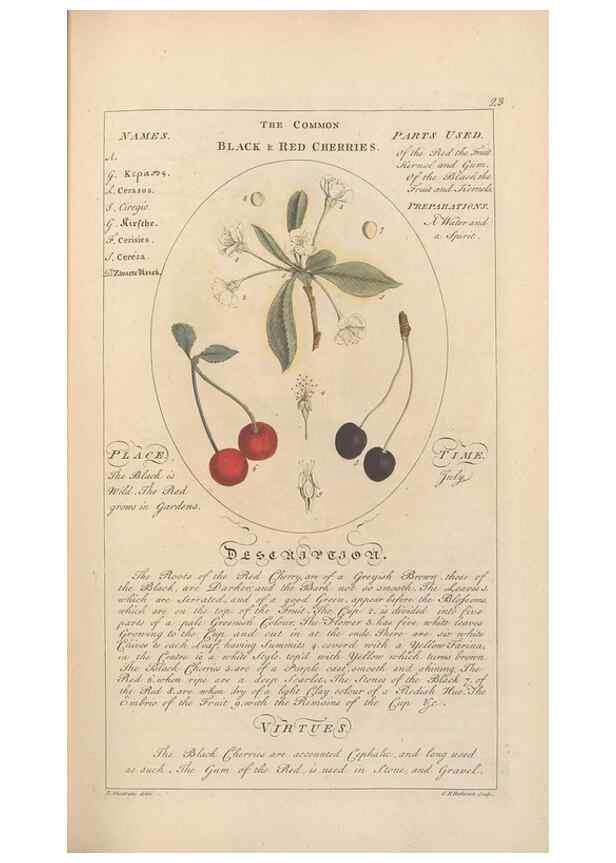 Reproducción/Reproduction 49787527858: Botanicum medicinale :. London :Printed for J. Millan, opposite the Admiralty, Whitehall,[1768?]. 
