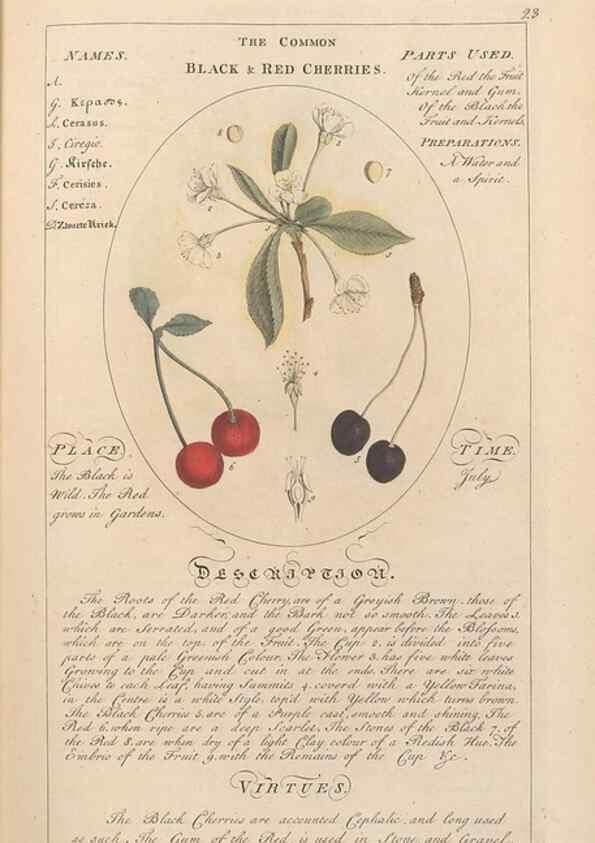 Reproducción/Reproduction 49787527858: Botanicum medicinale :. London :Printed for J. Millan, opposite the Admiralty, Whitehall,[1768?]. 